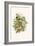 Melodius or Cuba Finch-F.w. Frohawk-Framed Art Print