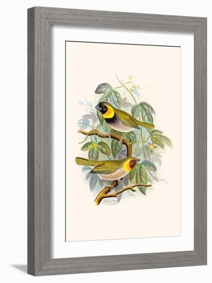 Melodius or Cuba Finch-F.w. Frohawk-Framed Art Print