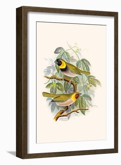 Melodius or Cuba Finch-F.w. Frohawk-Framed Art Print