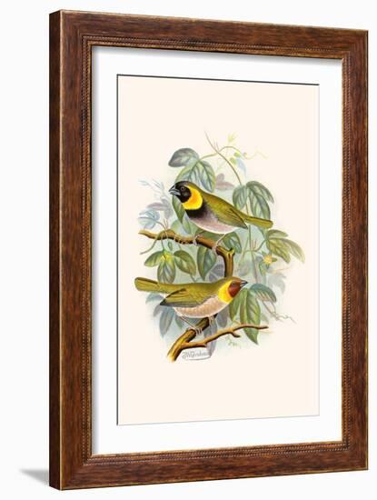 Melodius or Cuba Finch-F.w. Frohawk-Framed Art Print