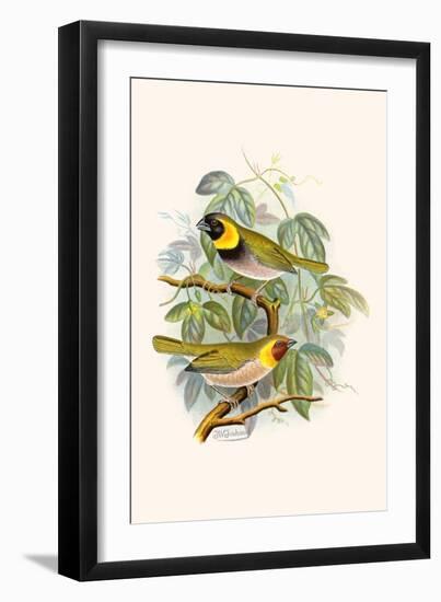 Melodius or Cuba Finch-F.w. Frohawk-Framed Art Print