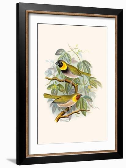 Melodius or Cuba Finch-F.w. Frohawk-Framed Art Print