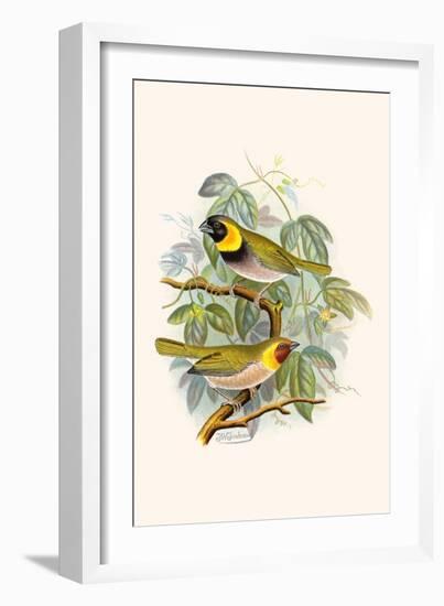 Melodius or Cuba Finch-F.w. Frohawk-Framed Art Print