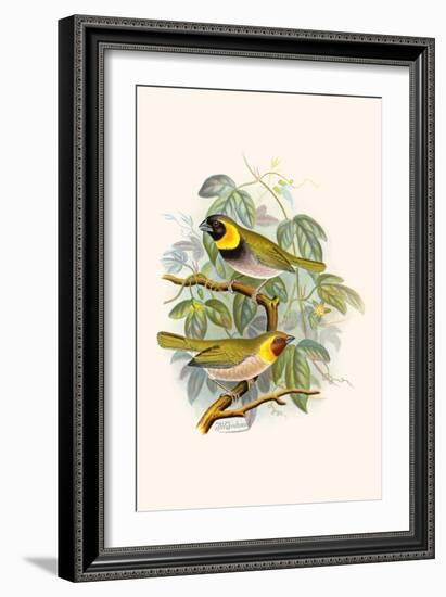 Melodius or Cuba Finch-F.w. Frohawk-Framed Art Print