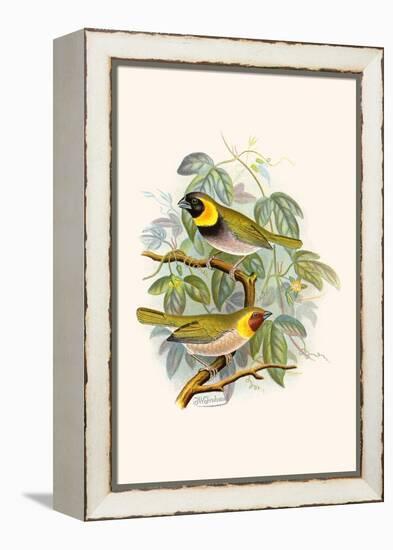 Melodius or Cuba Finch-F.w. Frohawk-Framed Stretched Canvas