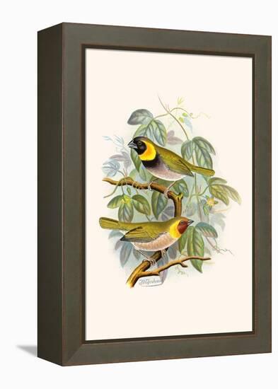 Melodius or Cuba Finch-F.w. Frohawk-Framed Stretched Canvas