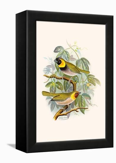 Melodius or Cuba Finch-F.w. Frohawk-Framed Stretched Canvas