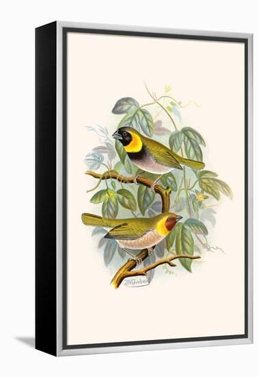 Melodius or Cuba Finch-F.w. Frohawk-Framed Stretched Canvas