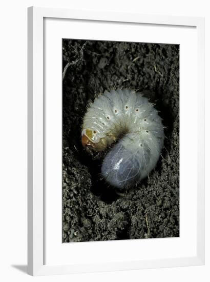 Melolontha Melolontha (Cockchafer, Maybug) - Larva or White Grub in Earth-Paul Starosta-Framed Photographic Print