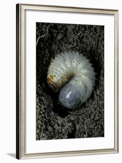 Melolontha Melolontha (Cockchafer, Maybug) - Larva or White Grub in Earth-Paul Starosta-Framed Photographic Print