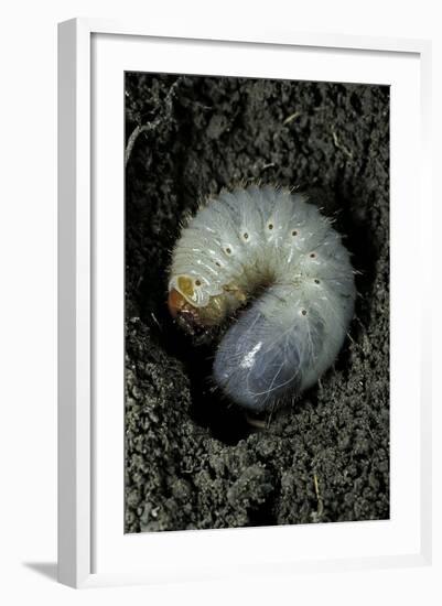 Melolontha Melolontha (Cockchafer, Maybug) - Larva or White Grub in Earth-Paul Starosta-Framed Photographic Print