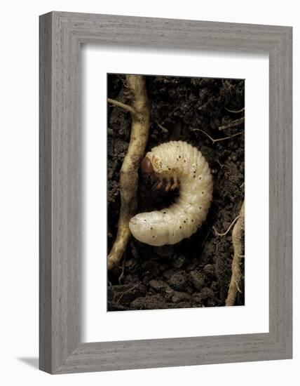 Melolontha Melolontha (Cockchafer, Maybug) - Larva or White Grub in Earth-Paul Starosta-Framed Photographic Print