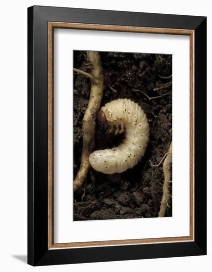 Melolontha Melolontha (Cockchafer, Maybug) - Larva or White Grub in Earth-Paul Starosta-Framed Photographic Print