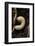 Melolontha Melolontha (Cockchafer, Maybug) - Larva or White Grub in Earth-Paul Starosta-Framed Photographic Print