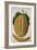 Melon, C.1568-Jacques Le Moyne-Framed Giclee Print