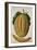 Melon, C.1568-Jacques Le Moyne-Framed Giclee Print