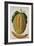 Melon, C.1568-Jacques Le Moyne-Framed Giclee Print