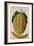 Melon, C.1568-Jacques Le Moyne-Framed Giclee Print