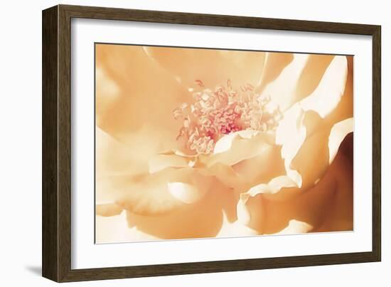 Melon Rose II-Alan Hausenflock-Framed Photographic Print