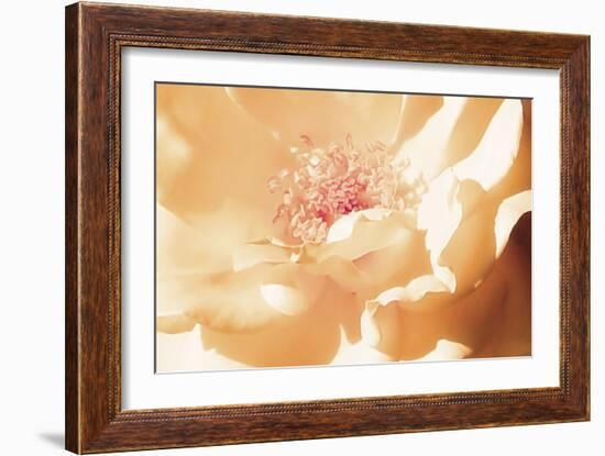 Melon Rose II-Alan Hausenflock-Framed Photographic Print