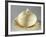 Melon-Shaped Composite, Earthenware-null-Framed Giclee Print