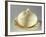 Melon-Shaped Composite, Earthenware-null-Framed Giclee Print