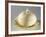 Melon-Shaped Composite, Earthenware-null-Framed Giclee Print