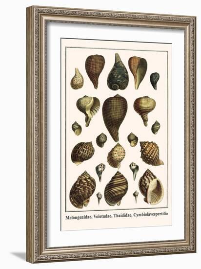 Melongenidae, Voletudae, Thaididae, Cymbiolavespertilio-Albertus Seba-Framed Art Print