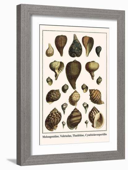 Melongenidae, Voletudae, Thaididae, Cymbiolavespertilio-Albertus Seba-Framed Art Print