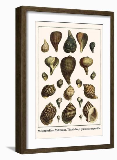 Melongenidae, Voletudae, Thaididae, Cymbiolavespertilio-Albertus Seba-Framed Art Print