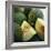 Melons-David Munns-Framed Premium Photographic Print