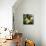 Melons-David Munns-Mounted Premium Photographic Print displayed on a wall