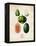 Melons-null-Framed Stretched Canvas