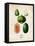 Melons-null-Framed Stretched Canvas