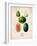 Melons-null-Framed Premium Giclee Print