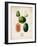 Melons-null-Framed Art Print