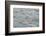 Melting Sea Ice-DLILLC-Framed Photographic Print