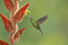 Violet Sabrewing Hummingbird (Campylopterus Hemileucurus) Hummingbird Male Flying-Melvin Grey-Framed Premier Image Canvas