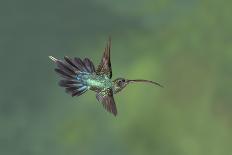 Violet Sabrewing Hummingbird (Campylopterus Hemileucurus) Hummingbird Male Flying-Melvin Grey-Framed Premier Image Canvas