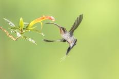 Purple-Throated Woodstar Hummingbird (Calliphlox Mitchellii) Flying to Garden Flower-Melvin Grey-Framed Photographic Print