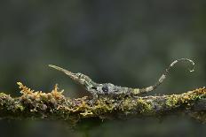 Pinocchio Lizard (Anolis Proboscis) Male, Mindo, Ecuador. Controlled Conditions-Melvin Grey-Photographic Print