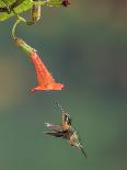 Variable Sunbird (Nectarinia Venusta) Adult Male on Hibiscus Flower, Nairobi, Kenya-Melvin Grey-Photographic Print
