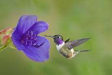 Violet Sabrewing Hummingbird (Campylopterus Hemileucurus) Hummingbird Male Flying-Melvin Grey-Photographic Print