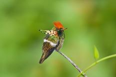 Purple-Throated Woodstar Hummingbird (Calliphlox Mitchellii) Flying to Garden Flower-Melvin Grey-Photographic Print