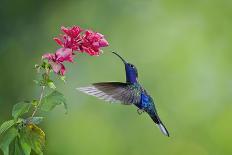 Purple-Throated Woodstar Hummingbird (Calliphlox Mitchellii) Flying to Garden Flower-Melvin Grey-Framed Photographic Print