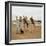 Men and Camels with Saddles, Algerian Desert-null-Framed Photo