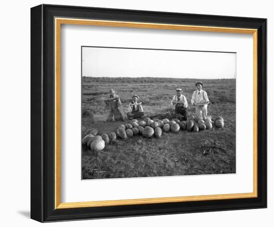 Men Eating Watermelon in Field Near Moses Lake, WA, 1911-Ashael Curtis-Framed Giclee Print