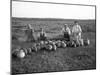 Men Eating Watermelon in Field Near Moses Lake, WA, 1911-Ashael Curtis-Mounted Giclee Print