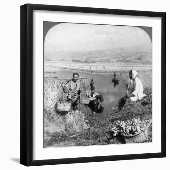 Men Gathering Rushes Near Suzukawa, Fujiyama, Japan, 1904-Underwood & Underwood-Framed Photographic Print