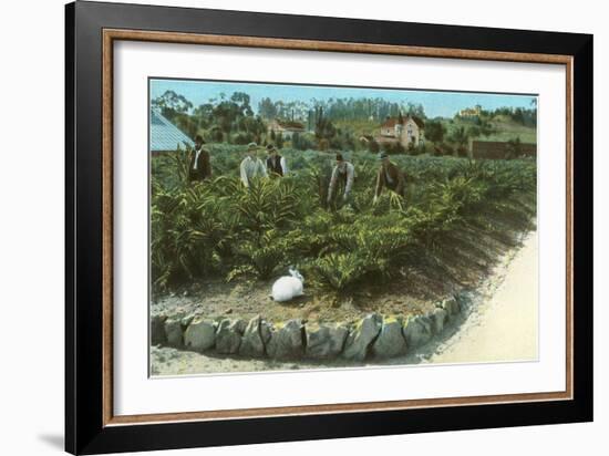 Men In Artichoke Field with Rabbit-null-Framed Art Print